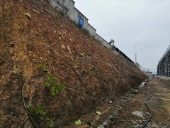 安徽永泰公司边坡绿化工程