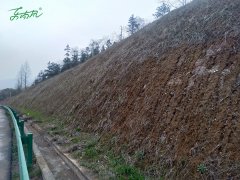 无为国道公路边坡绿化项目